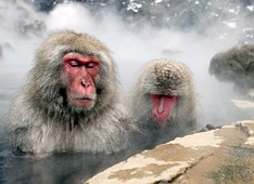 een bubbelbad voor apen