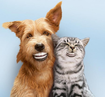 dit is een cheese dog and cat