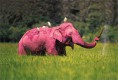 /album/fotogalerij/a250px-pink-elephant-jpg/