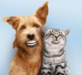 /album/fotogalerij/hond-en-kat-gebit-jpg/