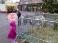 /album/fotogalerij/rijen-wilhelminaplein-ezel-diana-20101211-800-01-jpg/